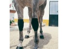 Protector Neoprene joelho